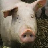  - viande de cochon et viande de bœuf - Le Cochon de la vallée du Loc'h