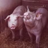  - viande de cochon et viande de bœuf - Le Cochon de la vallée du Loc'h
