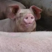  - viande de cochon et viande de bœuf - Le Cochon de la vallée du Loc'h