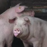  - viande de cochon et viande de bœuf - Le Cochon de la vallée du Loc'h